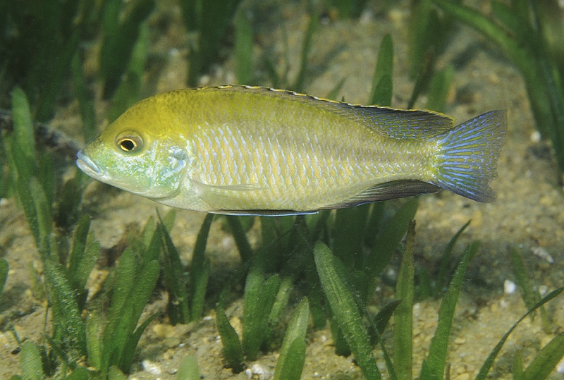 Mylochromis plagiotaenia 'Otter Island'